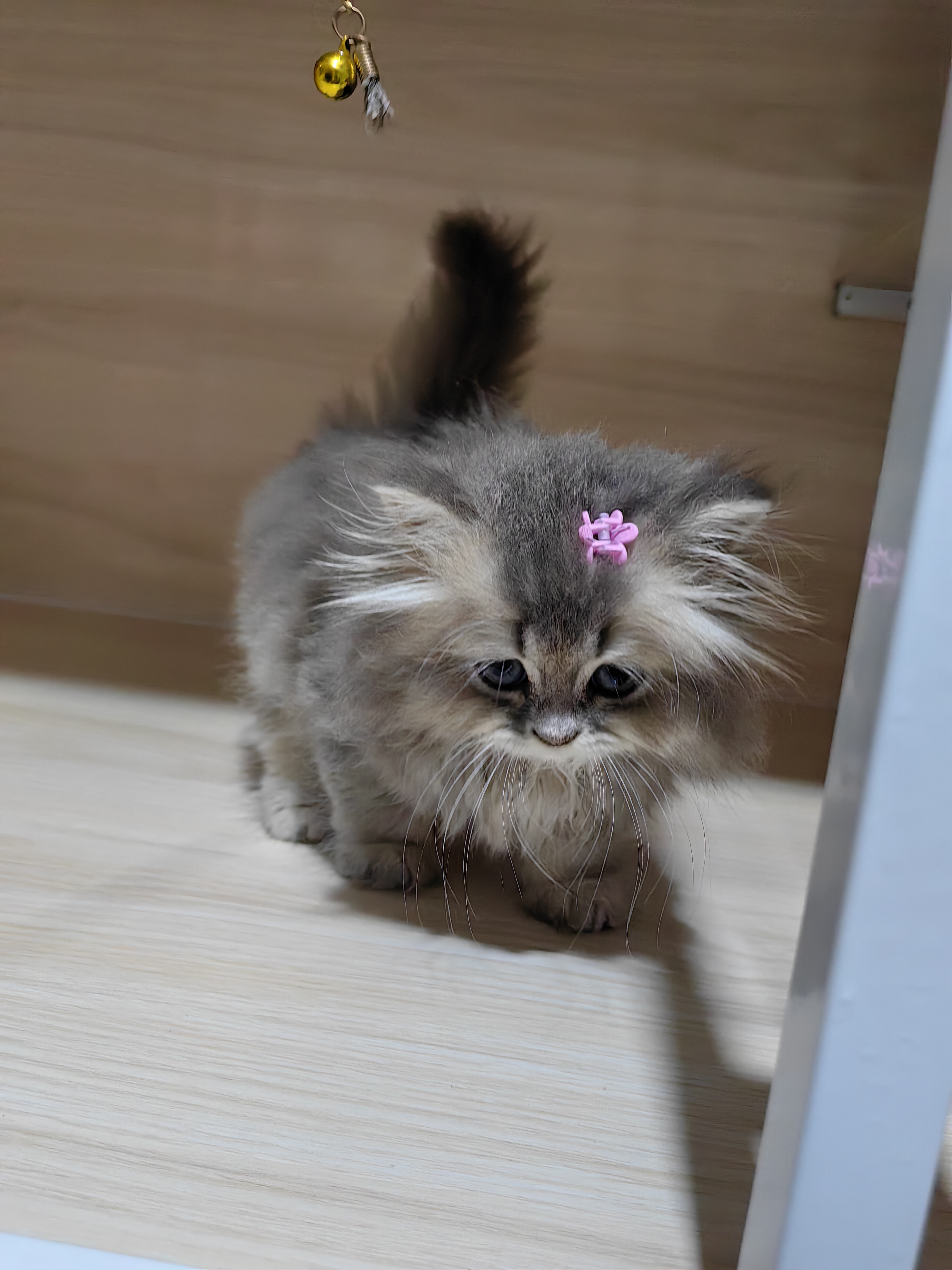 长毛蓝金渐层妹妹